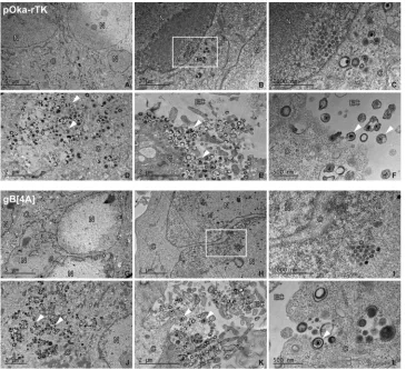 FIG 7 Alanine substitutions of the gBcyt lysine cluster do not inhibit VZV particle formation or egress in infectedmelanoma cells