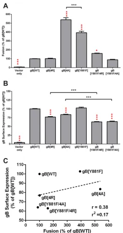 FIG 2 Alanine substitutions of the gBcyt cluster enhance VZV gB-gH/gL-mediated cell-cell fusion