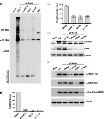 FIG 8 Inhibition of phosphorylation of ATM, ATR, or DNA-PKcs signiﬁcantly impairs replication of the HBoV1 DNA.monomer replicative form; and ssDNA, single-stranded DNA