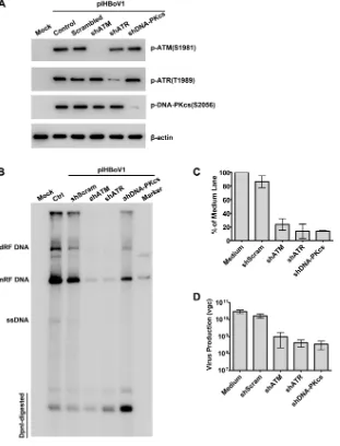 FIG 9 Knockdown of ATM, ATR, or DNA-PKcs signiﬁcantly decreases the replication of HBoV1 DNA.�HEK293 cells were transduced with kinase-targeted shRNAs prior to transfection with pIHBoV1