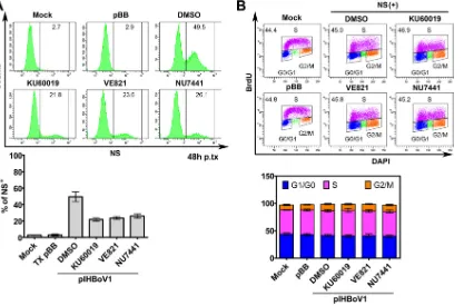 FIG 10 pIHBoV1-induced DDR signaling did not cause cell cycle arrest. HEK293 cells were treated with DMSO and the indicatedinhibitors for 4 h prior to transfection with pIHBoV1