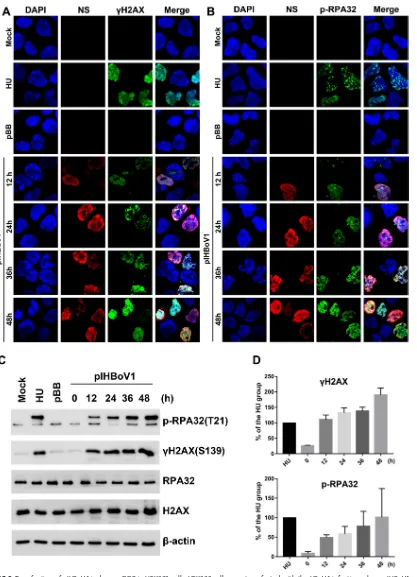 FIG 2 Transfection of pIHBoV1 induces a DDR in HEK293 cells. HEK293 cells were transfected with the HBoV1 infectious clone pIHBoV1�anti-NS1C and anti-p-RPA32 antibodies (B)