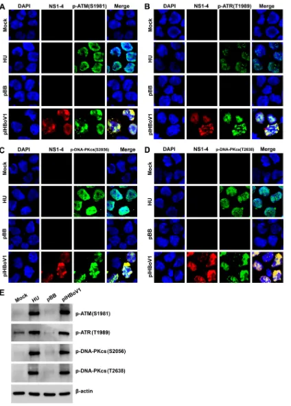 FIG 3 HEK293 cells transfected with pIHBoV1 undergo activation of ATM, ATR, and DNA-PKcs