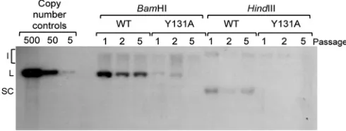 FIG 7 HPV16 E2Y131A displays enhanced protein stability in comparison to that of E2WT