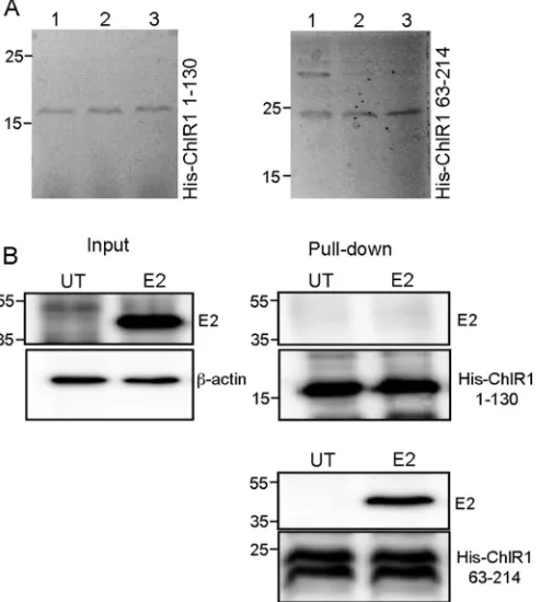 FIG 1 HPV16 E2 associates with the N terminus of ChlR1. (A) The His-tagged ChlR1 1-130 and 63-214peptides were expressed and puriﬁed from E