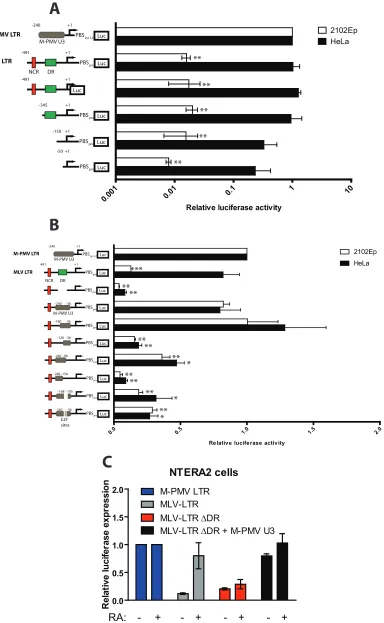 FIG 6 MLV gene expression in human EC cells is rescued by strong transcriptional enhancer sequences derived from M-PMV.(A) Functional analysis of MLV LTR sequences using mutant LTR reporter constructs