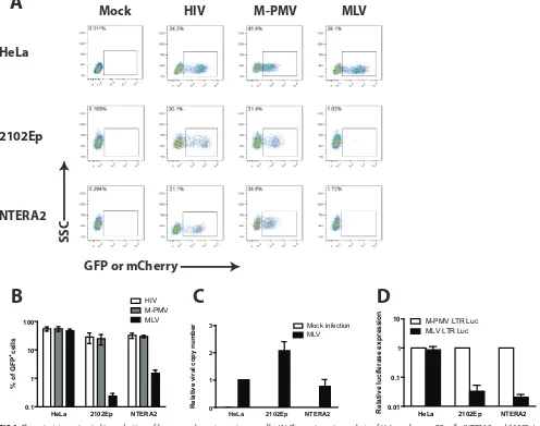 FIG 1 Characterizing retroviral transduction of human embryonic carcinoma cells. (A) Flow cytometry analysis of HeLa or human EC cells (NTERA2 and 2102Ep)