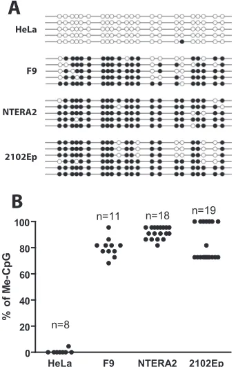 FIG 4 MLV silencing in human EC cells is associated with DNA methylation of the viral promoter