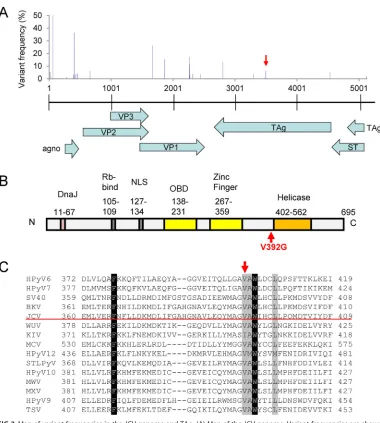 FIG 3 Map of variant frequencies in the JCV genome and TAg. (A) Map of the JCV genome