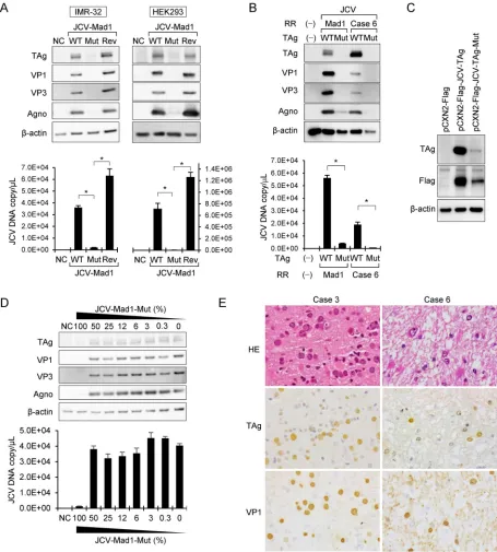 FIG 4 The effects of the V392G mutation in the TAg of JCV on the expression of JC viral proteins and virus replication