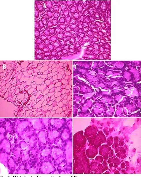 Fig. 6: Histological investigation of Pancreas In-vivo study of Pancreas. A: Control (0.1% CMC), B: Diabetic Control, C: Reference Control (Glibenclamide), D: Compound C 200 (Hot Water Extract (200 mg)), E: Compound C 400 (Hot Water Extract (400 mg))