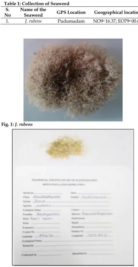 Fig. 2: Herbarium preparation of J. rubens.  