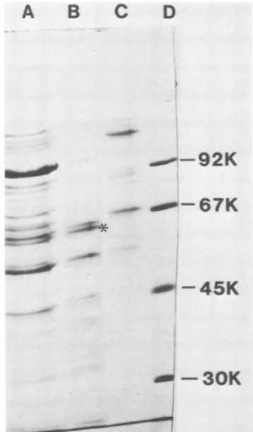 FIG. 4.antibody(lanescellimmunoblottedserum Identification of proteins affinity-purified on monoclonal135 coupledtoAffigel-10