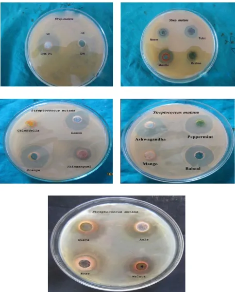 Figure 1.1 Antibacterial Activities of Medicinal Plants against Streptococcus mutans.   
