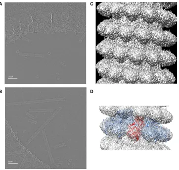 FIG 1 (A and B) Cryo-EM images of the N-RNA helical structure (A) and the empty N helical structure (B)