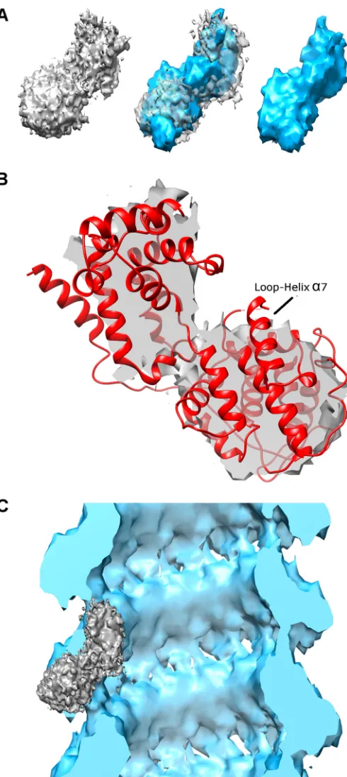 FIG 2 (A) Superposition (central image) of the segmented density of thecleocapsid (cyan)