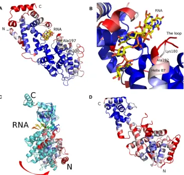 FIG 3 (A) Ribbon drawing of the PIV5 N structure (4XJN) colored by the B factor (side view)