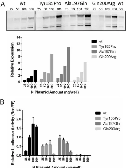 FIG 4 (A) Expression levels of the mutated MuV N proteins detected byWestern blotting, compared with that of wt MuV N