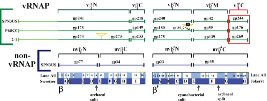 FIG 7 Scheme showing the homologous vRNAP subunits of SPN3US, �KZ, and 201�2-1 (2-1). Subunits detected by mass spectrometry in puriﬁed virions arebracketed in green