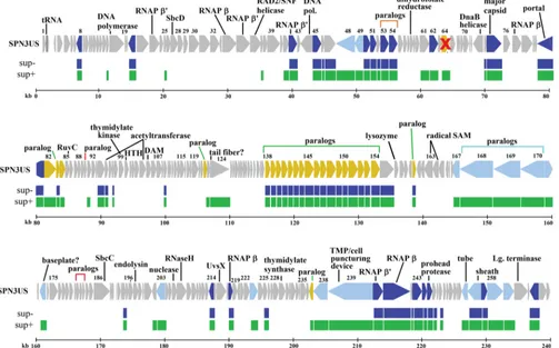 FIG 5 Map of SPN3US genome comparing proteomes of mutantwith a virion protein inproteome ofmutant host is indicated in blue