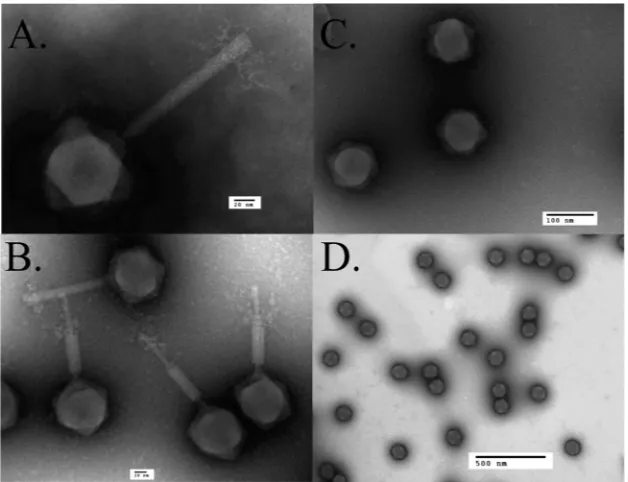 TABLE 5 Mass spectral counts detected for241 64_112(am27) and(am11) propagated on permissive (sup�) and nonpermissive(sup�) hostsa