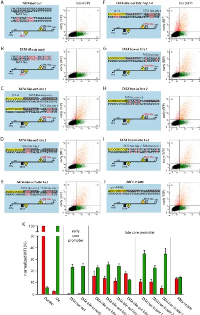 FIG 7 Mutating the EVGR TATA box or the LVGR TATA-like elements increases early expression