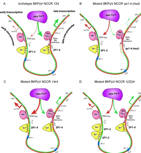 FIG 9 Sp1, TATA, and downstream promoter element (DPE) core promoter elements forming an imperfect symmetry underlying bidirectional EVGR and LVGRnowpermitspreferentialrecruitmentofRNApolymeraseIItotheearlypromoter,causingincreasedlevelsofEVGRexpression(re