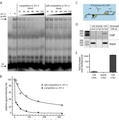 FIG 2 SP1-2 and SP1-4 differ in Sp1 afﬁnity in EMSA competition assays. (A) Representative EMSA result after competition of the radiolabeled SP1-2 probe with(w.) unlabeled SP1-4 or unlabeled SP1-2 (self-competition) at the indicated concentrations