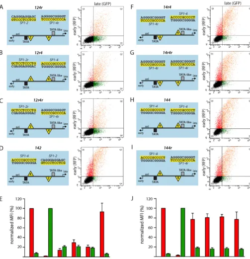 FIG 3 Position, orientation, and afﬁnity of Sp1 sites determine the directionality of EVGR and LVGR expression
