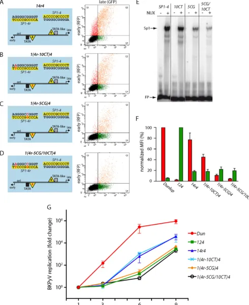 FIG 4 Lowering of the Sp1 afﬁnity in the EVGR-proximal position of NCCRwere quantiﬁed by qPCR