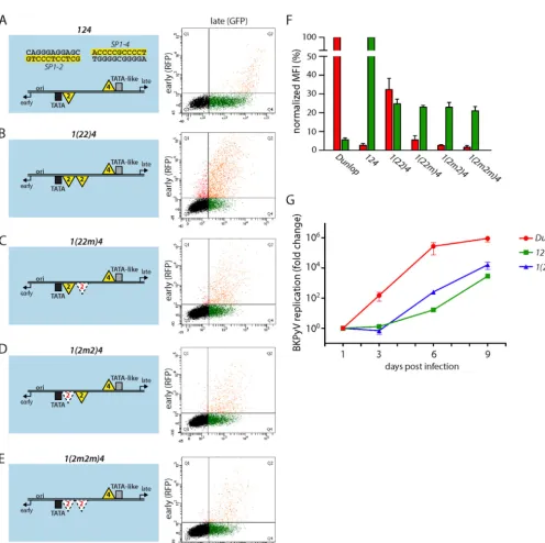 FIG 5 Addition of a second low-afﬁnityreporter constructs (left) were transfected into HEK293 cells, and representative FACS plots are shown (right)