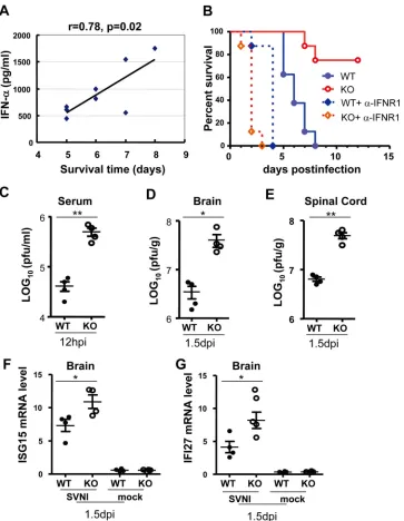 FIG 8 Type I IFN receptor blockade renders ZAP knockout mice more sensitive to SVNI infection than the wild-type mice