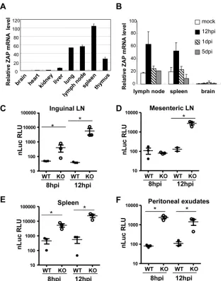 FIG 4 SVNI replication was higher in the peripheral lymphoid tissues of the ZAP knockout mice than in the wild-type mice