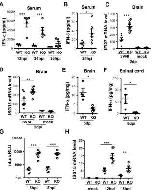 FIG 7 SVNI induces higher IFN levels in the peripheral tissues and higher ISG levels in the brain of weanling ZAP knockout mice early postinfection