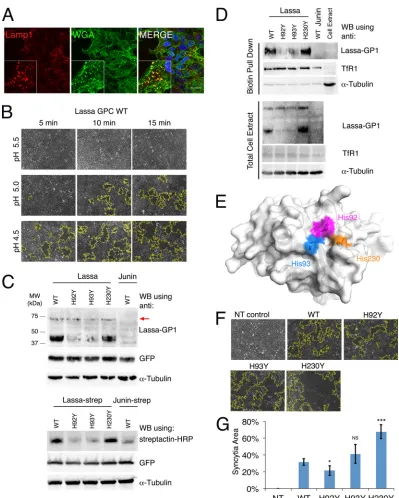 FIG 1 Fusogenic activity of histidine triad mutants. (A) Confocal microscopy imaging of HEK293T cells