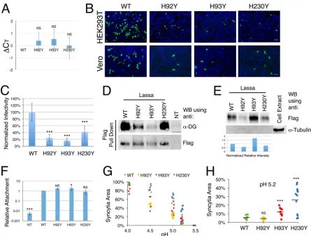 FIG 2 Infectivity and pH-dependent fusion by histidine triad mutants. (A) RNA quantiﬁcation by RT-qPCR analysis of the indicated pseudoviral stocks