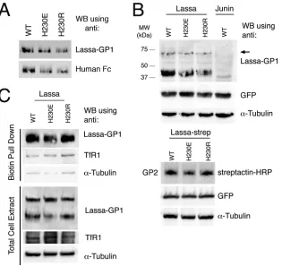 FIG 3 Expression and surface display of GP1expressed in HEK293T cells, and equal volumes of medium were subjected in duplicate to SDS-PAGE followed by Western blotting, using the anti-LASV GP1antibody (Ab482) for one half of the membrane and anti-human Fc 