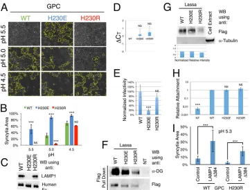 FIG 4 Molecular function of the histidine triad. (A) Cell fusion assay with GPCstandard deviations