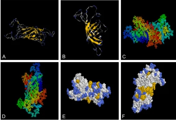 Figure 2. (A, B) Represents Tertiary structure prediction results of OMP31, the α helixes are shown by the curved lines and the β folds are shown by the laminated structures