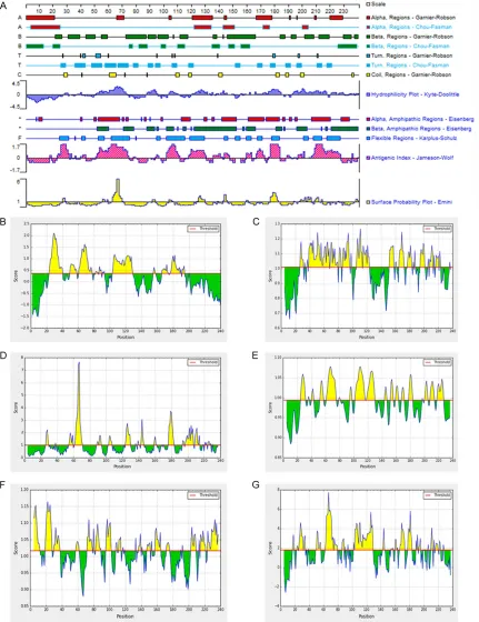 Figure 4. DNAStar Server software to predict B-cell epitope of the OMP31 protein (A). IEDB online software was used to predict the B-cell linear epitope (B), Beta-turn (C), surface accessibility (D), skeleton area flexibility (E), antigen index (F), hydrop