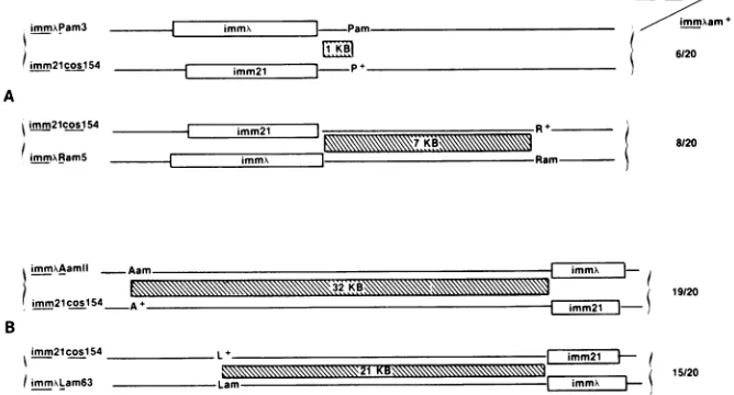 FIG. 3.imm'casecoslS4crossedwere Genetic mapping of A coslS4. (A) Representation of the right half of the phage genome in phage cross A