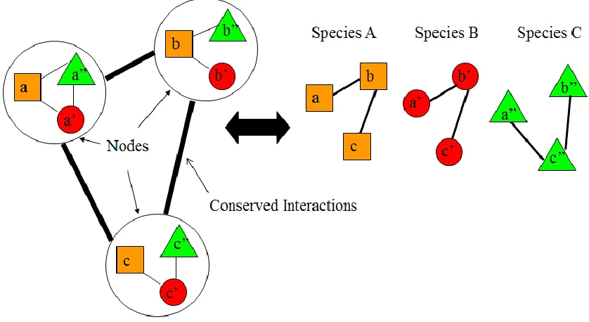 Figure 2.1: Example of Network Alignment Graph. 