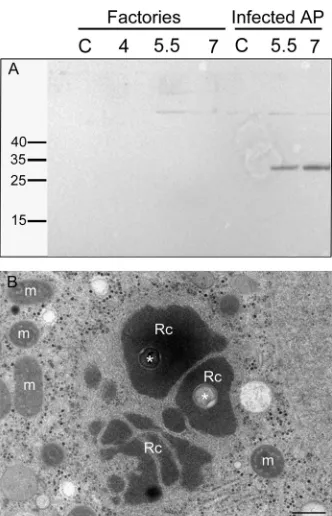 FIG 3 Eukaryotic translation initiation factor 4E-like protein L496 and ribo-somes are not incorporated into the viral factories