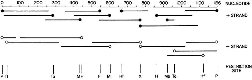 FIG.1.thewithstrand).Mb, Strategy for sequencing reovirus genome segment S4 cDNA. Closed circles on the left and right of restriction fragments represent 32P-labeled 5' and 3' ends, respectively, that were used for sequencing the plus strand (opposite orie