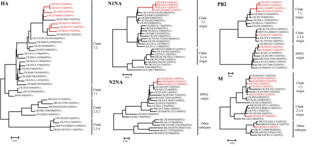 FIG 2 Genotypes of the clade 7.2 H5 avian inﬂuenza viruses. The eight barsrepresent the eight gene segments of inﬂuenza virus: from top to bottom, PB2,PB1, PA, HA, NP, NA, M, and NS.