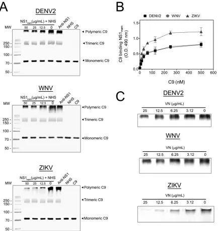 FIG 7 Flavivirus NS1 from mammalian cells binds and inhibits C9 polymerization in serum