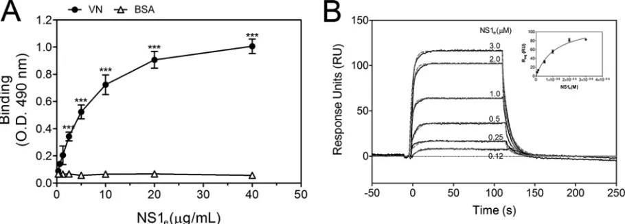 FIG 1 DENV2 NS1 interacts with vitronectin (VN) in yeast and mammalian cells. (A) Transformants carrying the bait (pGBKT7-NS1) and prey (pACT2-VN)plasmids were visualized by their growth on double (SD–Leu–Trp; column 1), triple (SD–His–Leu–Trp; column 2) a
