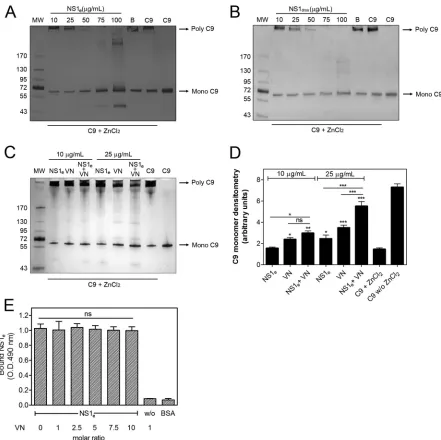 FIG 6 NS1 by itself or in association with vitronectin (VN) inhibits C9 polymerization
