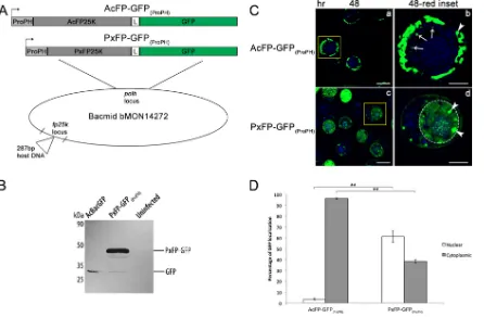 FIG 8 PxGV FP25K does not restrict virus budding to wild-type levels. Tn5cells were infected with AcBacGFP (wild-type control), AcBac-fp25k::287-GFP (mutant), AcFP-GFP(ProFP), and PxFP-GFP(ProFP) viruses at an MOI of0.1