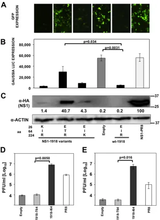 FIG 5 Mutation I64T in IAV 1918 H1N1 NS1 affects its ability to inhibit general gene expression and innate immune responses